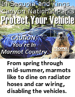 Mountains, rugged foothills, deep canyons, vast caverns, and the world's largest trees exemplify the diversity of landscapes, life, and beauty of these two California National Parks, but remember you are in marmot country and they love to chew on your automobile. Physically block marmots by driving over a tarp and then wrapping it around your entire vehicle. Cover the wheel wells. Wrapping chicken wire around the vehicle is no longer advised, as marmots have learned to get around the wire. 